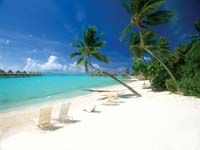 coconut palms beach